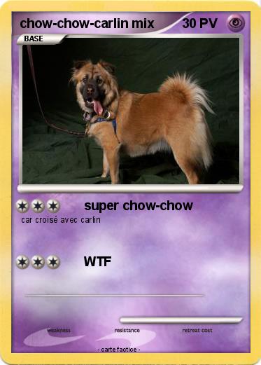 Pokemon chow-chow-carlin mix