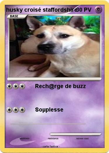 Pokemon husky croisé staffordshire