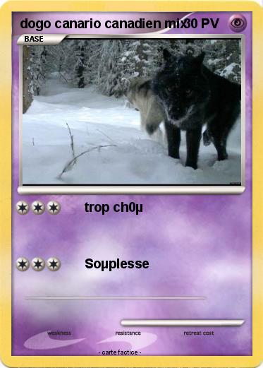 Pokemon dogo canario canadien mix