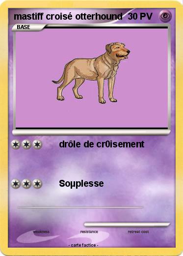 Pokemon mastiff croisé otterhound