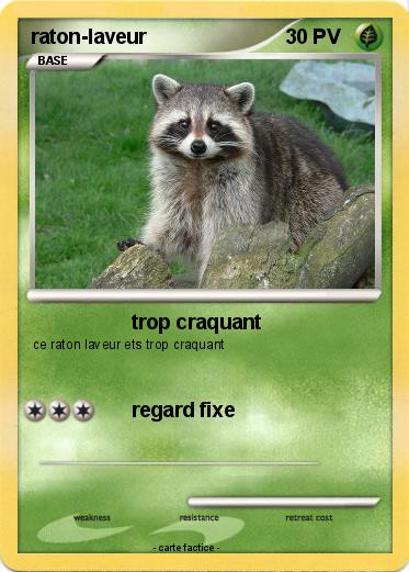 Pokemon raton-laveur