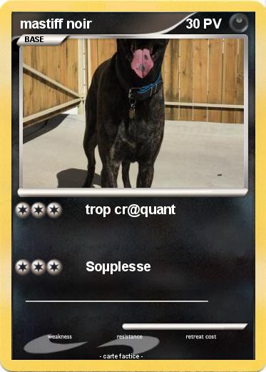 Pokemon mastiff noir