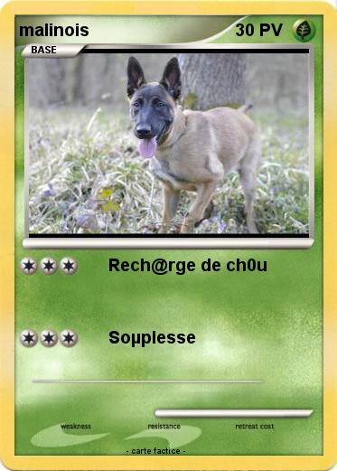 Pokemon malinois