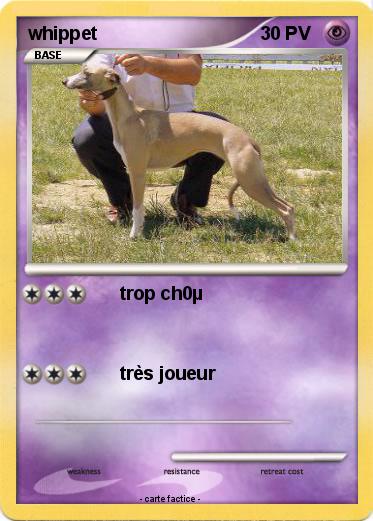 Pokemon whippet