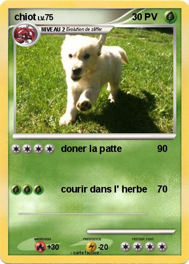 Pokemon chiot