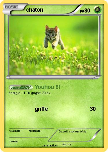 Pokemon chaton