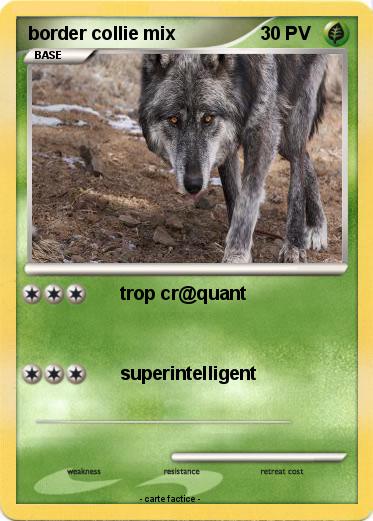 Pokemon border collie mix