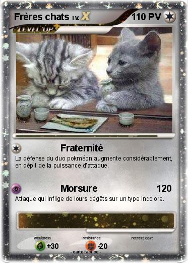 Pokemon Frères chats