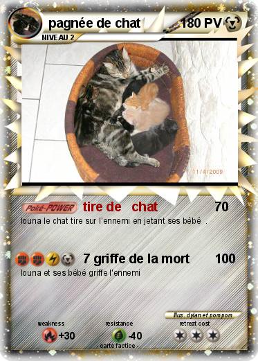 Pokemon pagnée de chat
