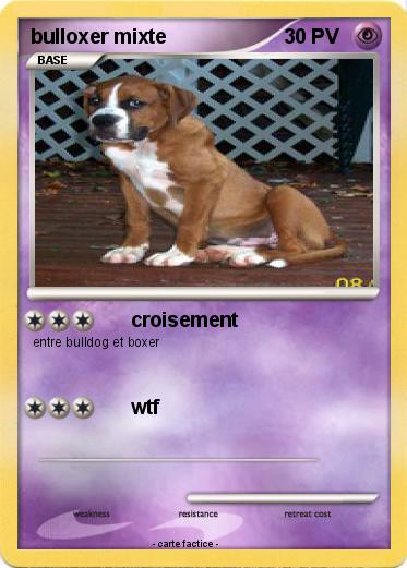 Pokemon bulloxer mixte