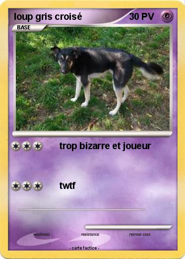 Pokemon loup gris croisé