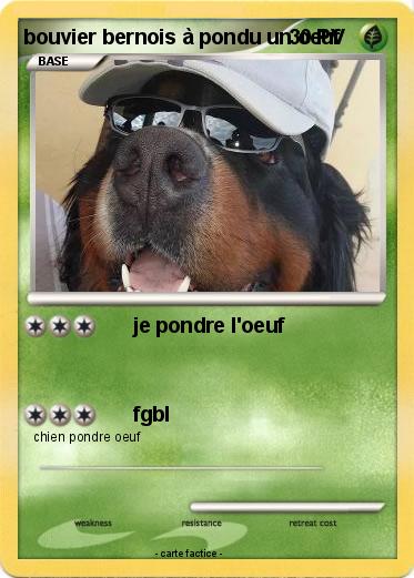 Pokemon bouvier bernois à pondu un oeuf