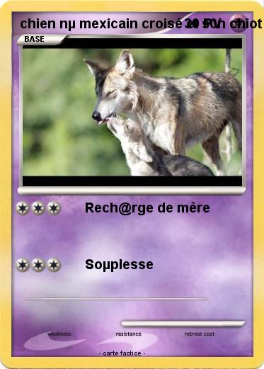 Pokemon chien nµ mexicain croisé et s0n chiot