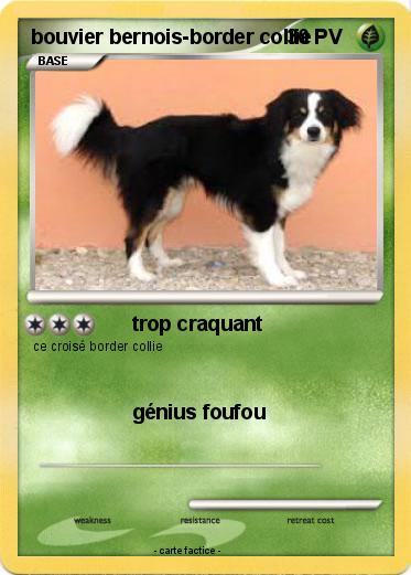 Pokemon bouvier bernois-border collie