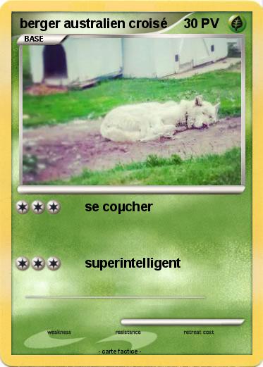 Pokemon berger australien croisé