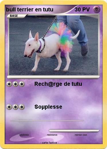 Pokemon bull terrier en tutu