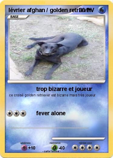 Pokemon lévrier afghan / golden retriever