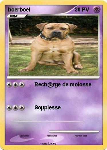 Pokemon boerboel