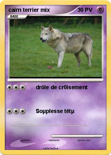 Pokemon cairn terrier mix