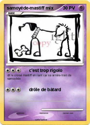 Pokemon samoyède-mastiff mix