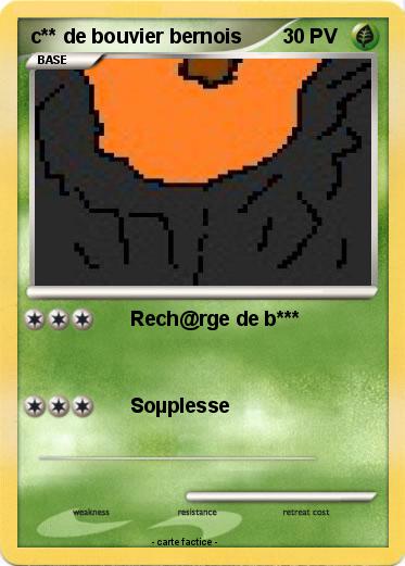 Pokemon c** de bouvier bernois