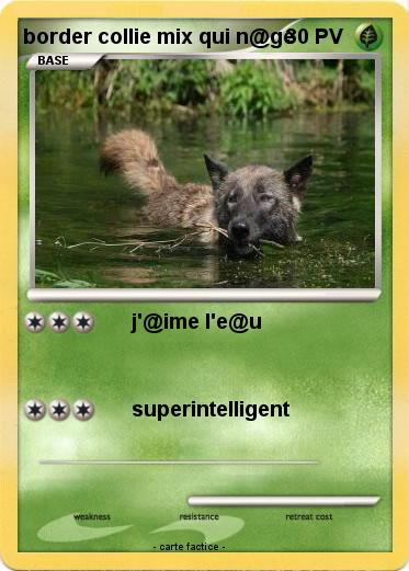 Pokemon border collie mix qui n@ge
