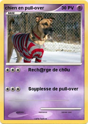 Pokemon chien en pull-over