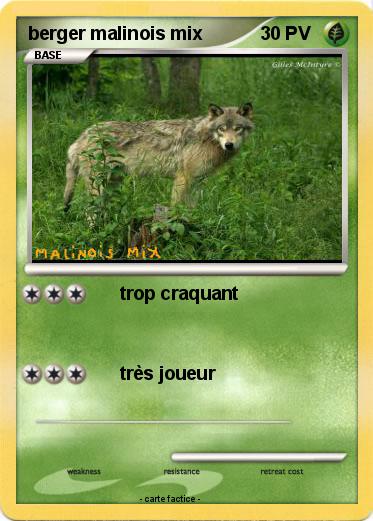 Pokemon berger malinois mix