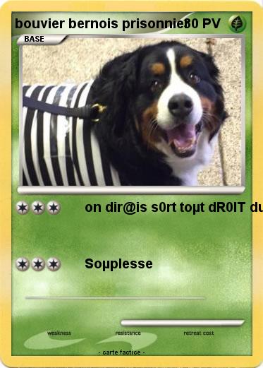 Pokemon bouvier bernois prisonnier