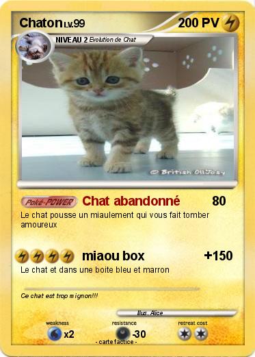 Pokemon Chaton