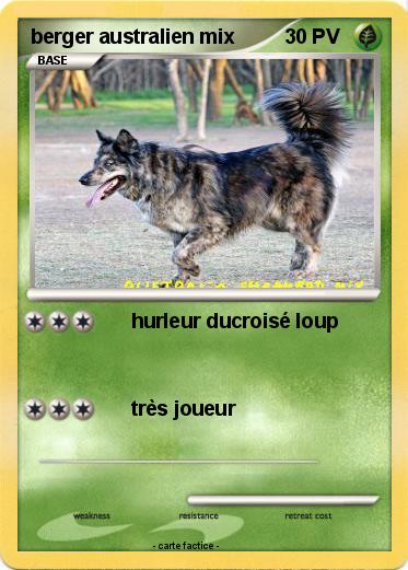 Pokemon berger australien mix