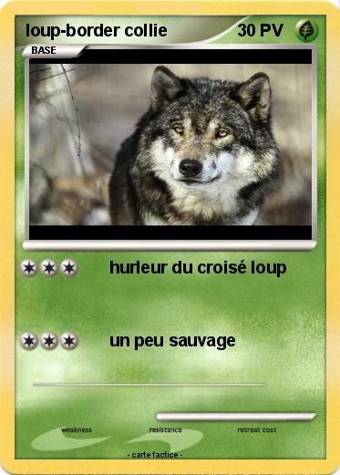 Pokemon loup-border collie