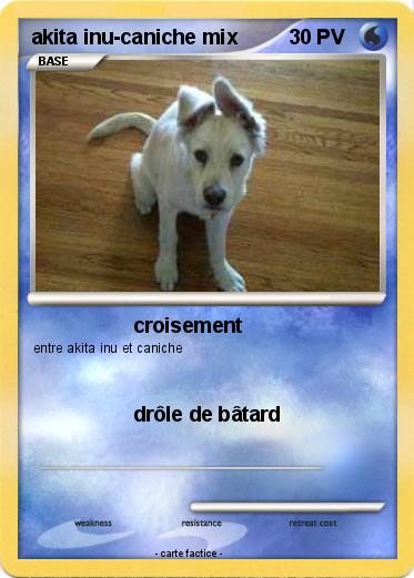 Pokemon akita inu-caniche mix