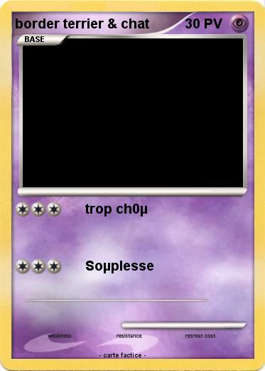 Pokemon border terrier & chat Pokemon border terrier & chat