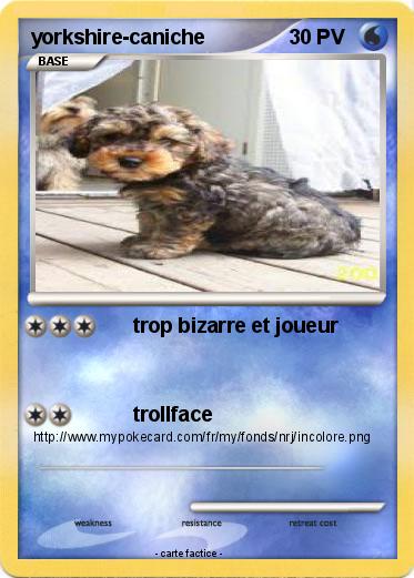 Pokemon yorkshire-caniche