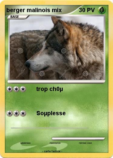 Pokemon berger malinois mix