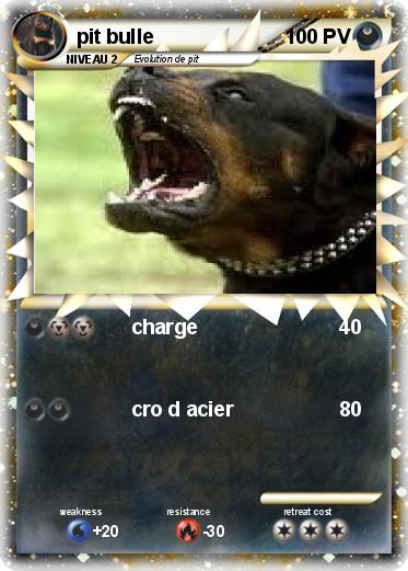 Pokemon pit bulle