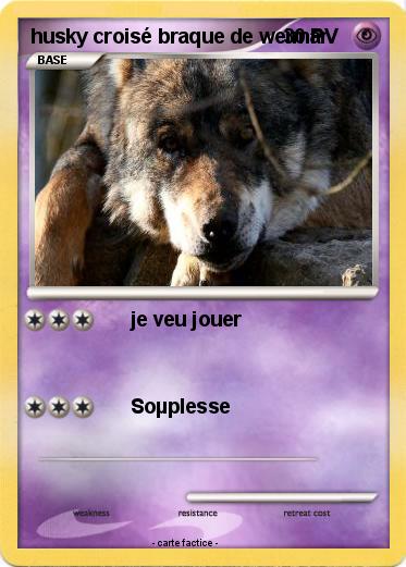 Pokemon husky croisé braque de weimar