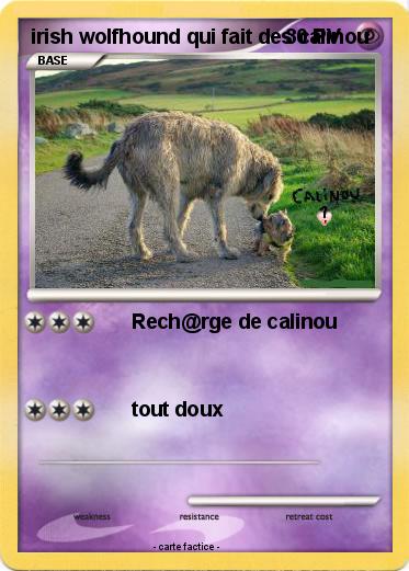 Pokemon irish wolfhound qui fait des calinou