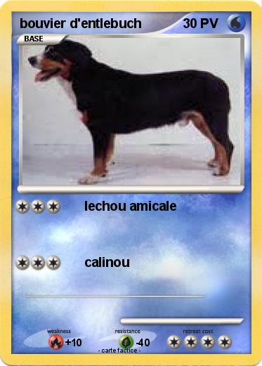 Pokemon bouvier d'entlebuch