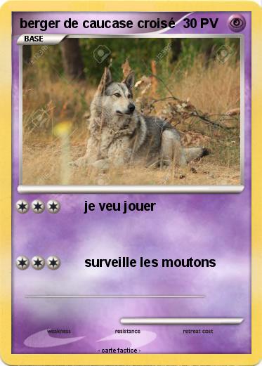 Pokemon berger de caucase croisé