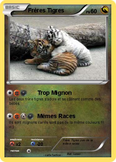 Pokemon Frères Tigres