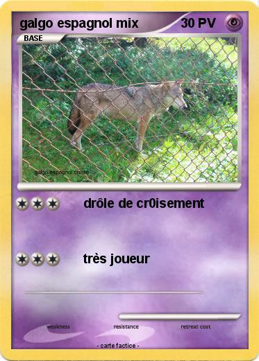 Pokemon galgo espagnol mix