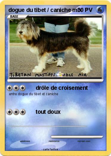 Pokemon dogue du tibet / caniche mix