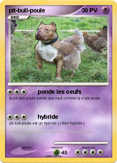 Pokemon pit-bull-poule