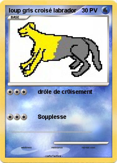 Pokemon loup gris croisé labrador