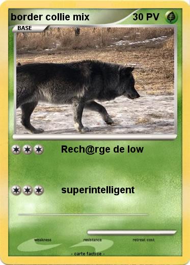 Pokemon border collie mix