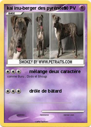 Pokemon kai inu-berger des pyrénées