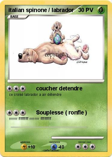 Pokemon italian spinone / labrador