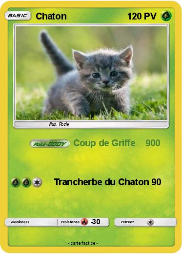 Pokemon Chaton